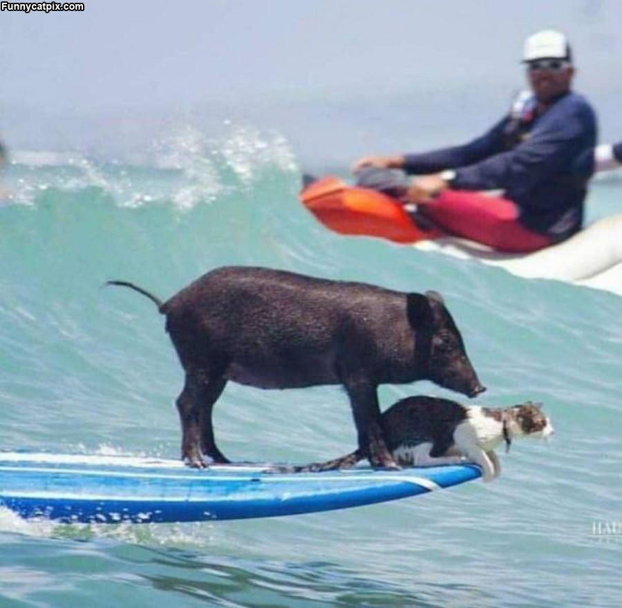 Surfing Friends