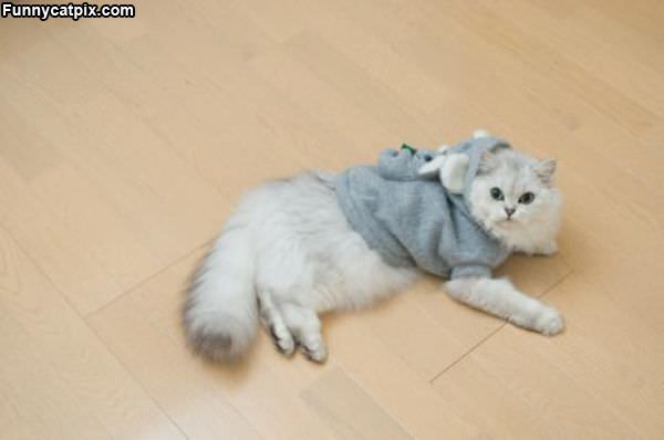 Sweatshirt Cat