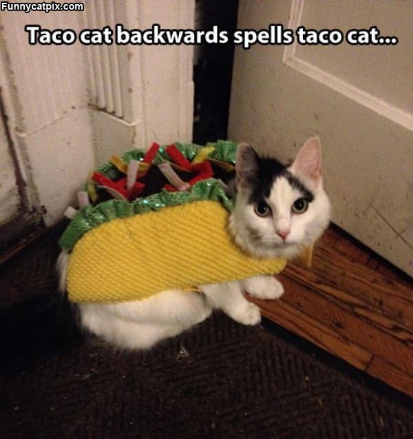 Taco Cat