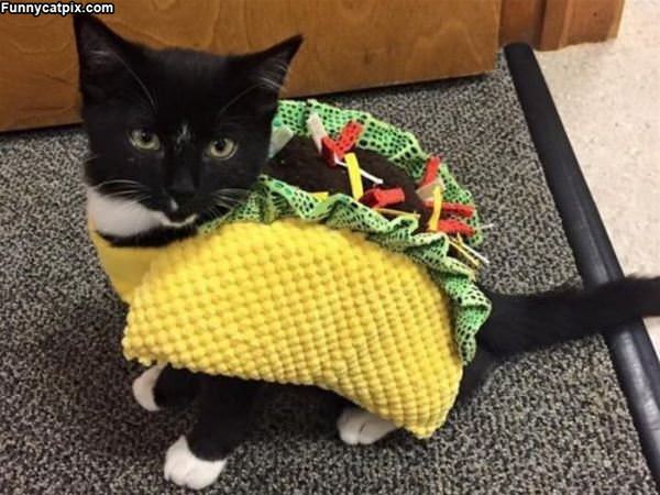 Taco Cat Backwards Is Taco Cat