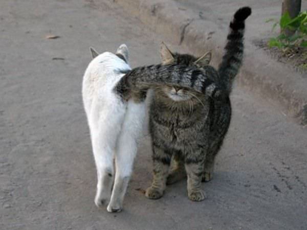 Tail Smack