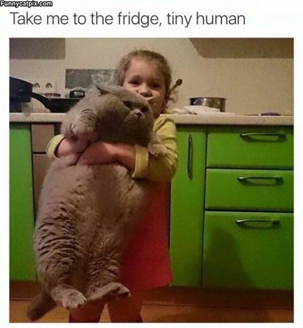 Take Me To The Fridge