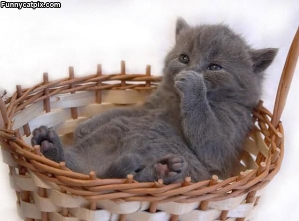 Taking A Basket Nap