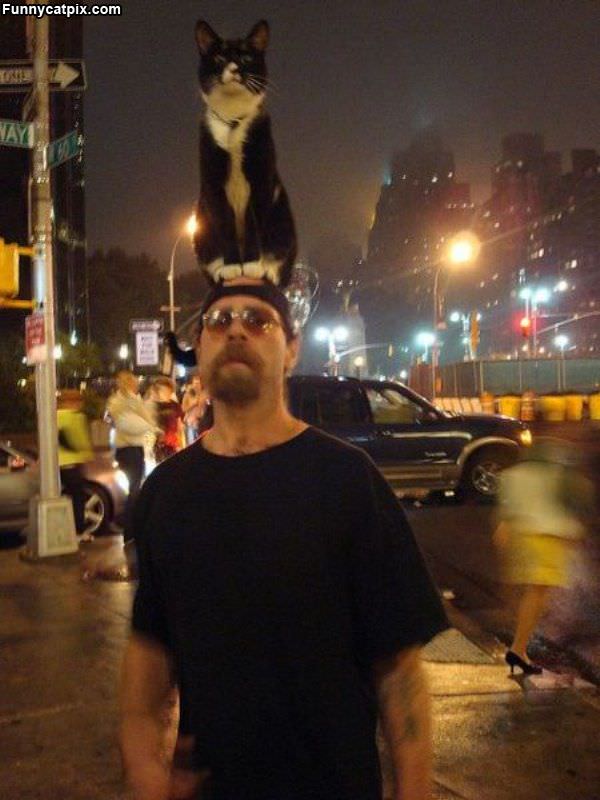 Tall Cat Is Tall