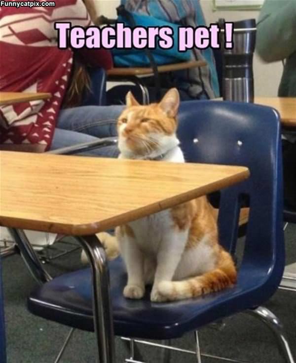 Teachers Pet