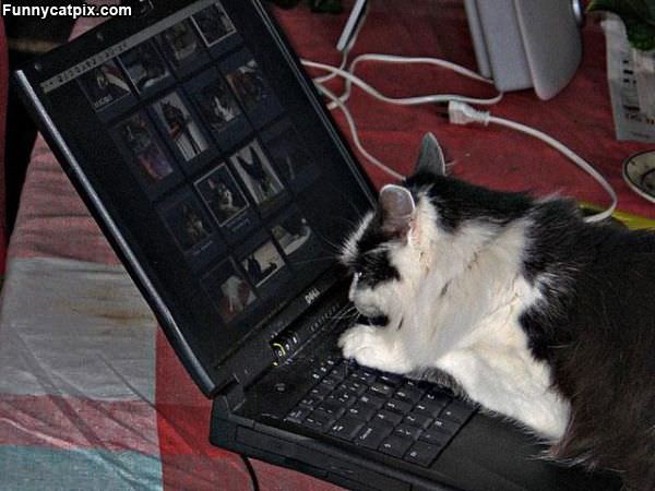 Tech Support Cat