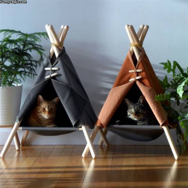 Teepee Cats