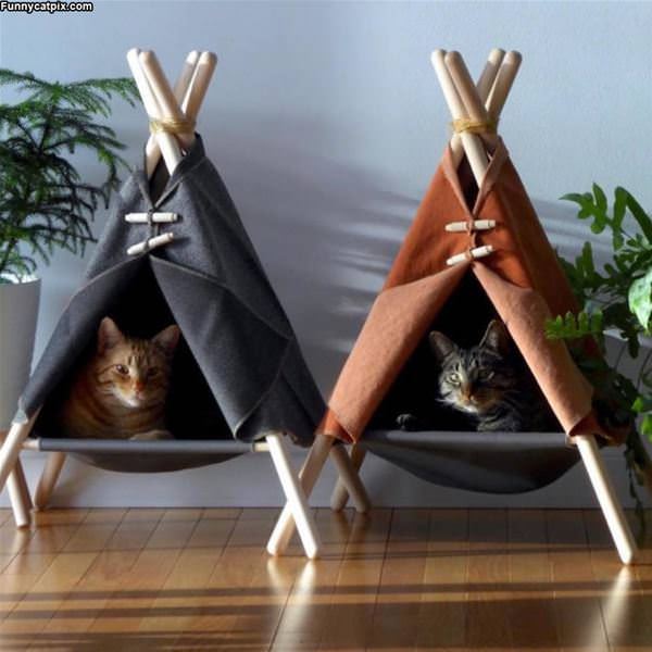 Teepee Cats