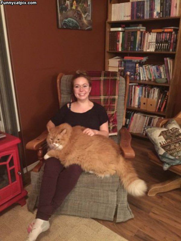 That Is A Huge Cat