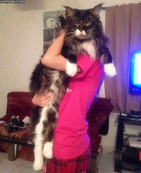 That Is A Huge Cat