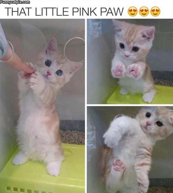 That Little Pink Paw
