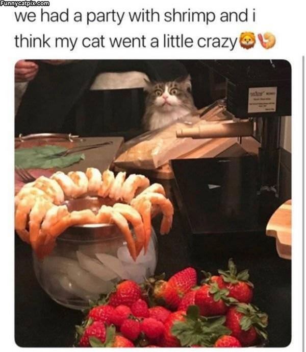 That Shrimp Looks Amazing