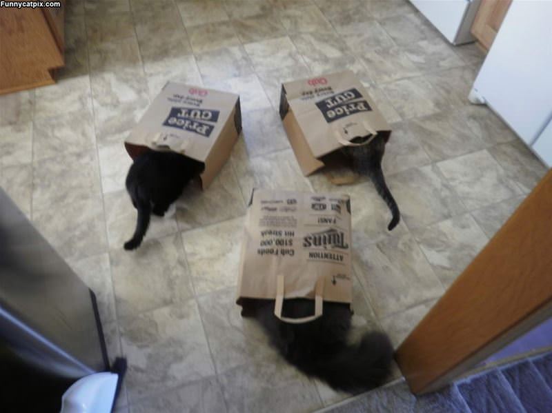 The Bag Cats