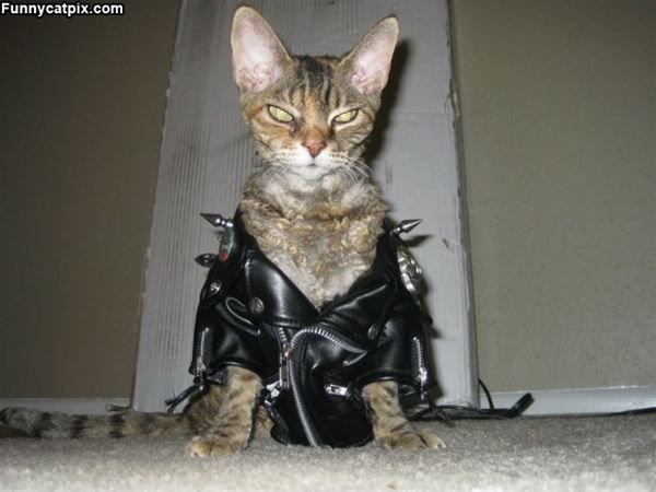 The Biker Cat