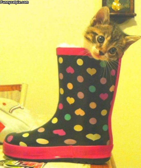 The Boot Cat