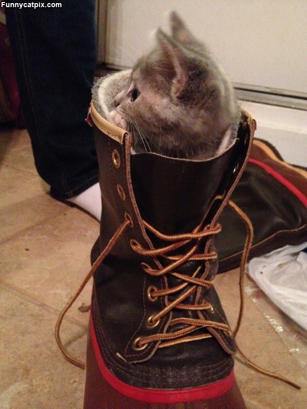 The Boot Cat