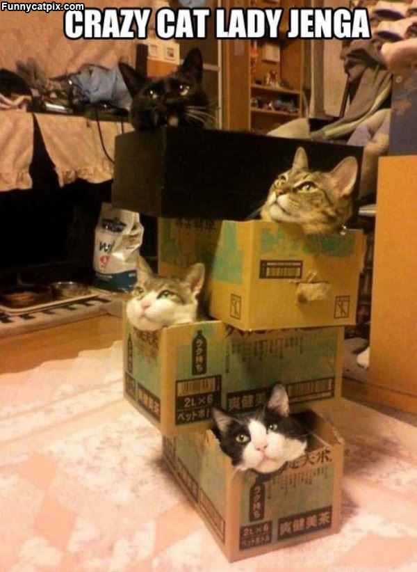 The Box Castle