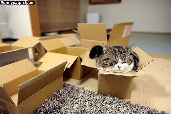 The Box Of Cat