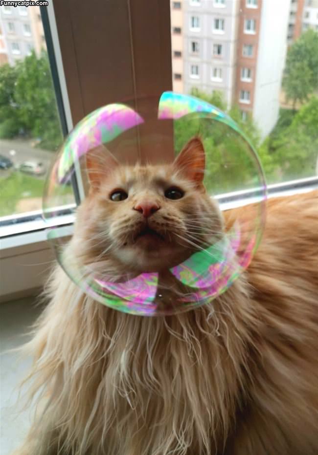 The Bubble Cat