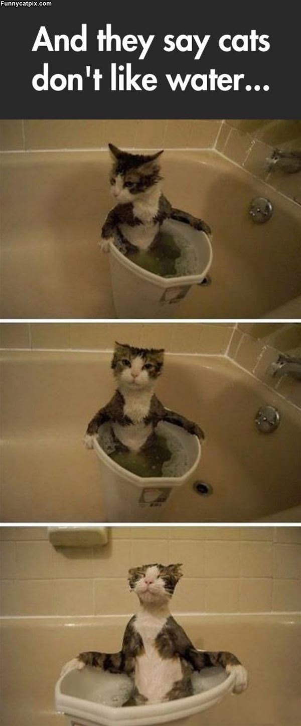 The Cat Bubble Bath