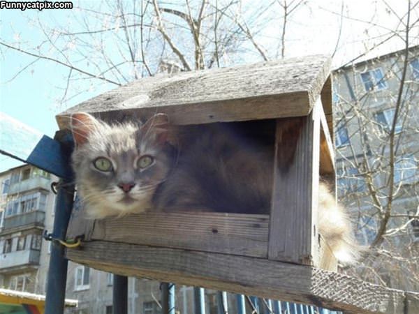 The Cat House