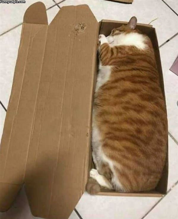 The Cat In The Box