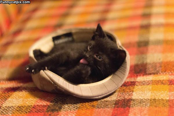 The Cat In The Hat