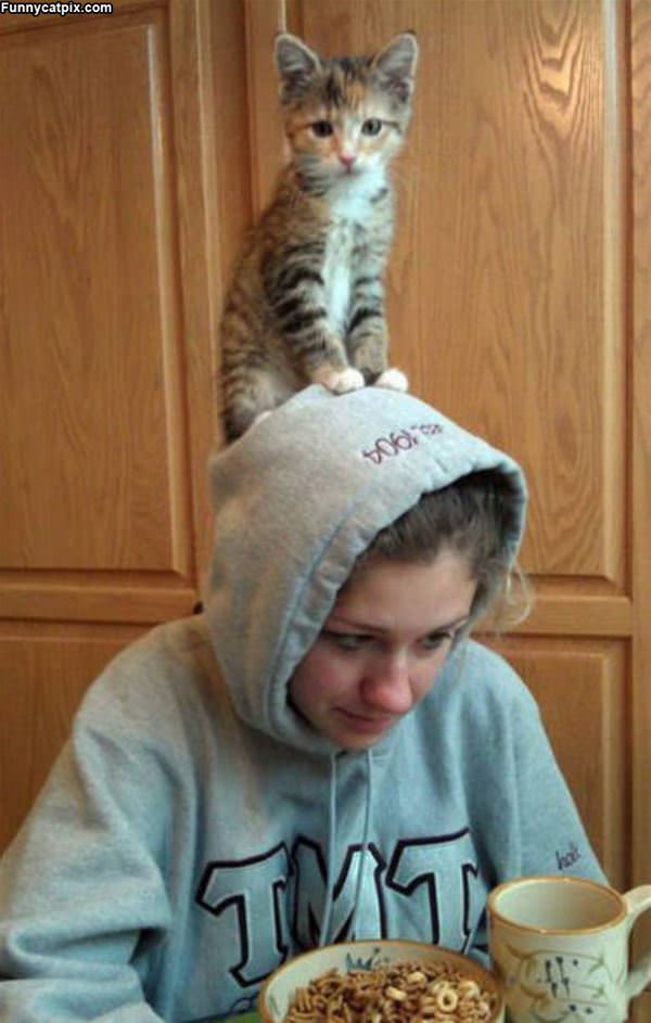 The Cat On Top Of The Hat