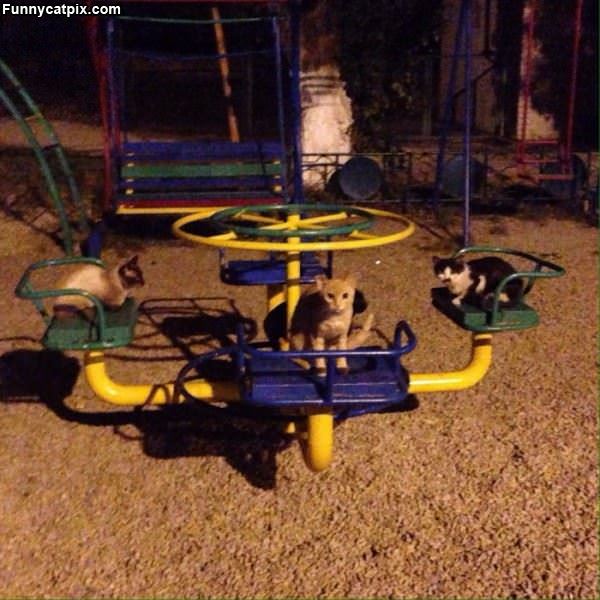 The Cat Playground