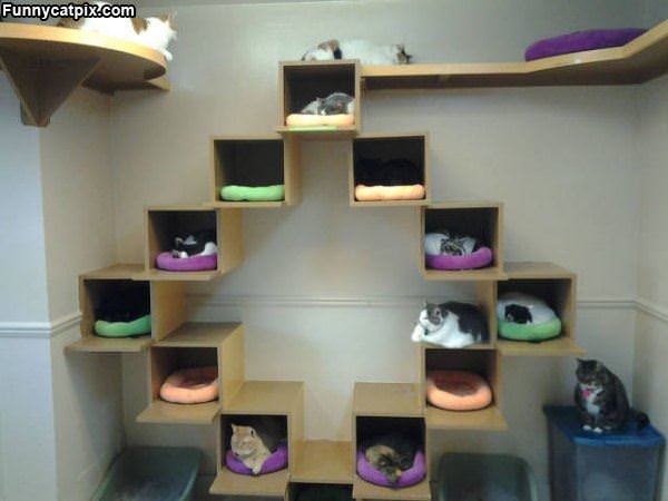 The Cat Pyramid