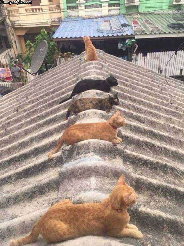 The Cat Roof