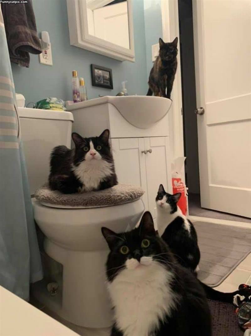 The Cat Room