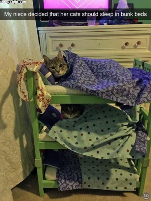The Cats Should Have Bunk Beds