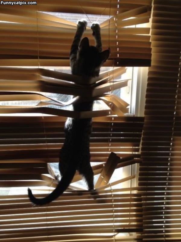 The Climbing Cat