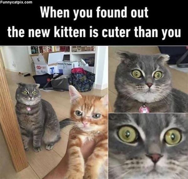 The Cuter Kitten