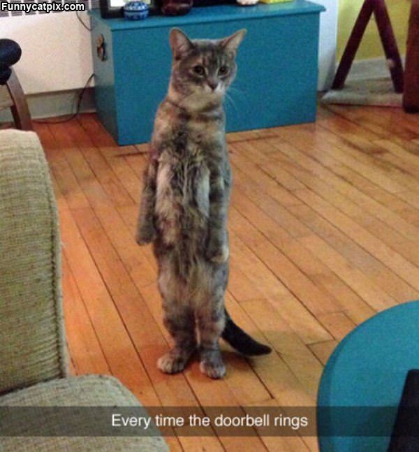 The Doorbell