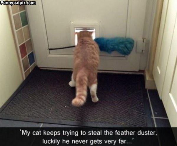 The Feather Duster
