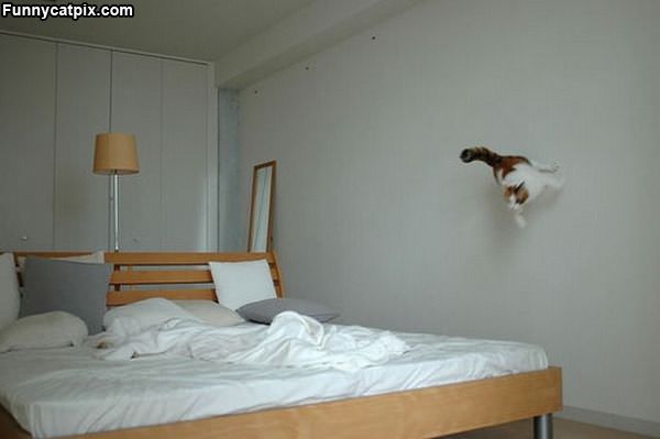 The Flying Ninja Cat