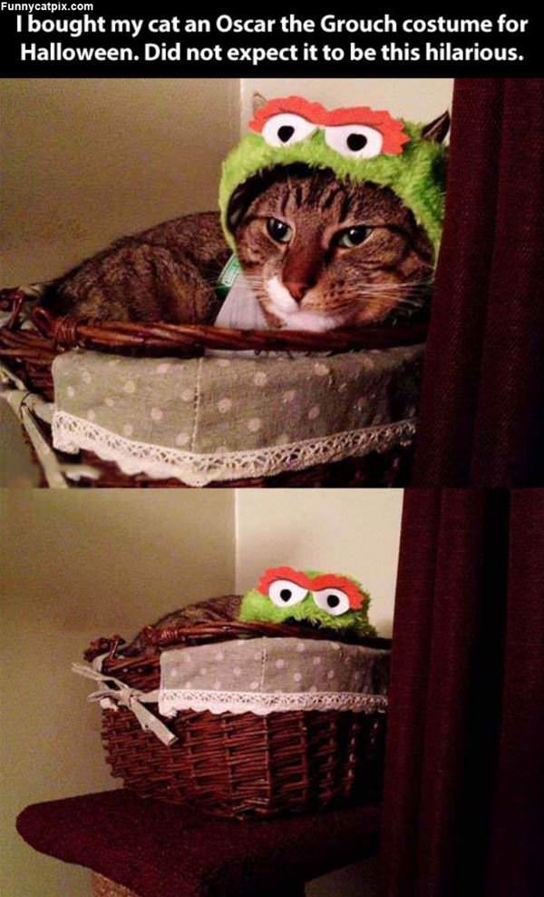 The Grouch