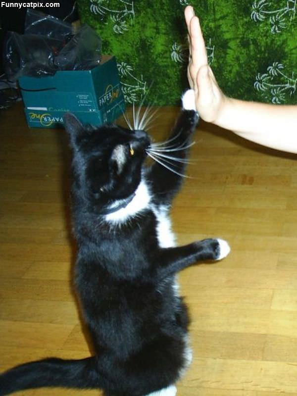 The High 5 Cat