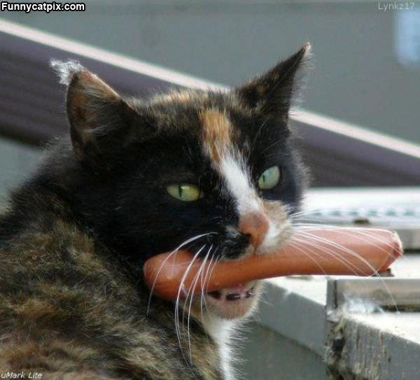 The Hot Dog Cat