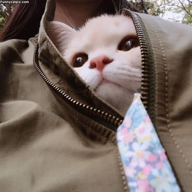 The Jacket Cat