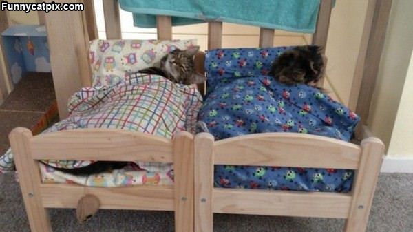 The Kitten Beds