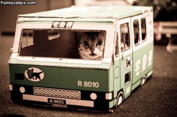 The Kitten Bus