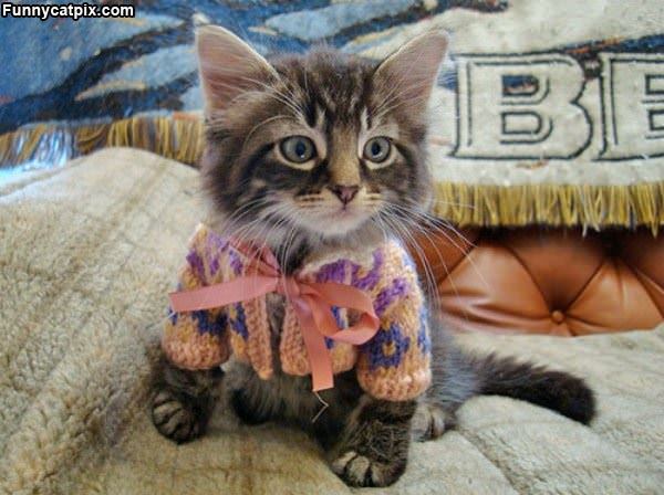 The Kitten Sweater