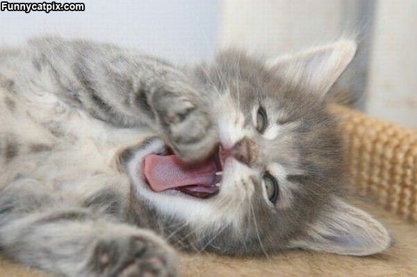 The Kitty Yawn