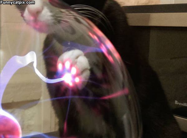 The Laser Cat