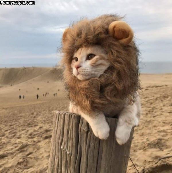 The Lion Cat