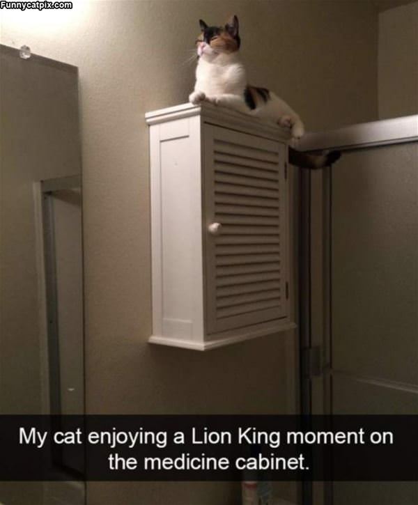 The Lion King Cat