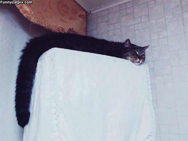 The Longest Cat